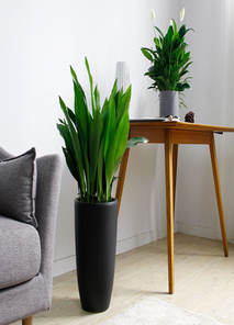 惊！杭州湾花木租赁价格实惠到爆！