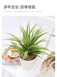 感受宁波镇海，花木租赁设计的独特韵味