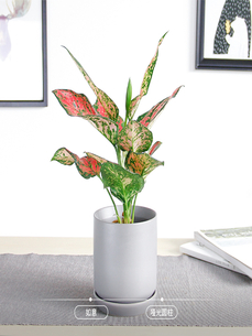 专业花木租赁，为宁波前湾添绿增彩