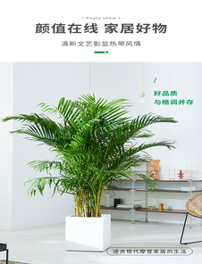 宁波奉化花卉租赁哪家好