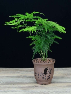 宁波北仑绿植租赁哪家好