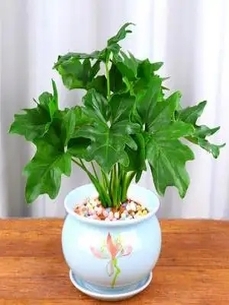 宁波慈溪花木租赁设计