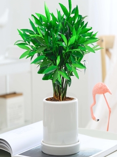 江北花卉出租价格实惠